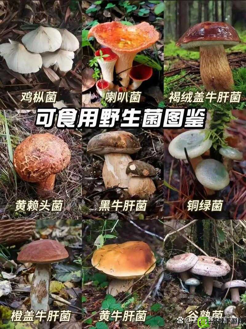 广州一家吃蘑菇后续怎么样了-详细情况及事件发展追踪